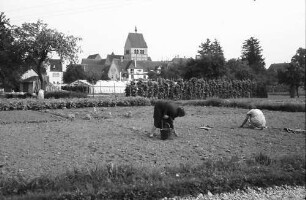 Mittelzell: Gemüseanlagen, Vordergrund Frauen beim Gemüsebau
