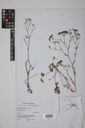 Pimpinella saxifraga L.