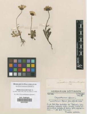 Chrysanthemum alpinum L.