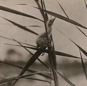 Zwergdommel (Ixobrychus minutus L.), Jungvogel im Rohr kletternd