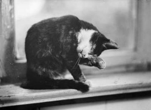Katze sich putzend