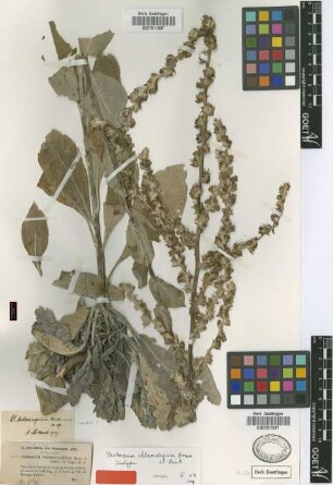 Verbascum chlorostegium Bornm. & Murb. [isotype]