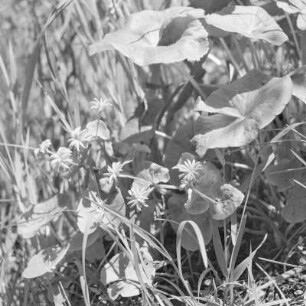 Landschaftsbild. Uferpflanzen. : Wobraz krajiny. Brjohowe rostliny.