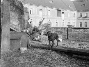 Rittergut Breitingen, Tagebau Hirschfelde