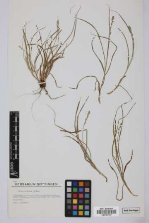 Carex divulsa Stokes