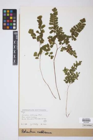 Adiantum raddianum C.Presl