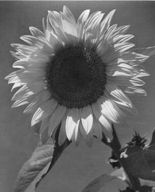 "Sonnenblume"