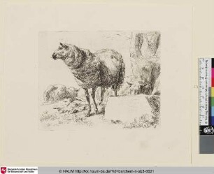 [Ein stehendes und ein liegendes Schaf; The Set of the Sheep, 6; Un mouton dont la tête est vue de profil [...] un autre mouton est couché au pied dun arbre]