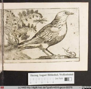 [Vogel mit Schnecke.]