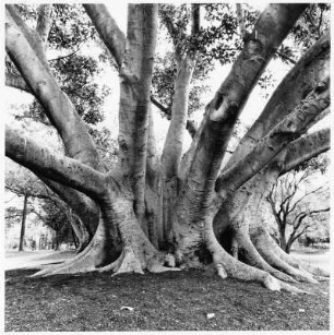 Feigenbaum, Melbourne (Australien)