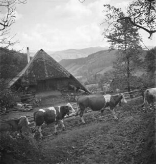 Viehwirtschaft im Schwarzwald
