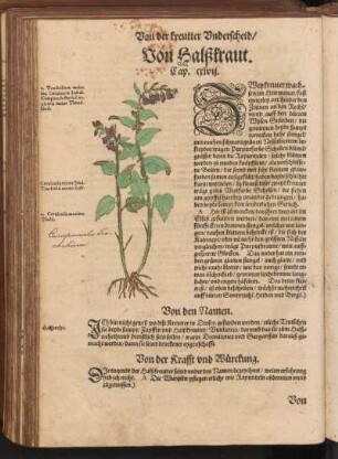 Von Halßkraut, Cap. CXLVII