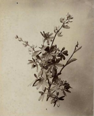 "Lupinus"