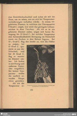 Raupen des Eichen-Prozessionsspinners, Cnetocampa processionae, an Haselblättern