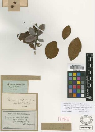 Byrsonima variabilis A.Juss. f. oblongifolia Nied.