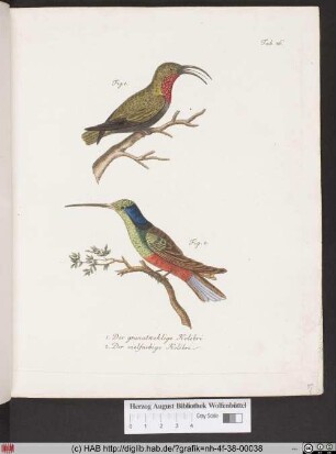 Der granatkehlige Kolibri. Der vielfarbige Kolibri.