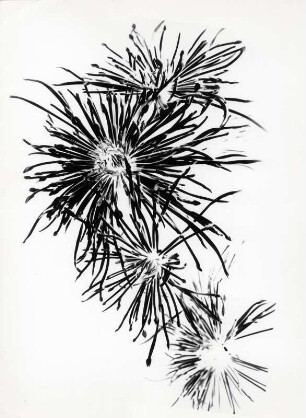 Chrysanthemen Blüten, abstrakt