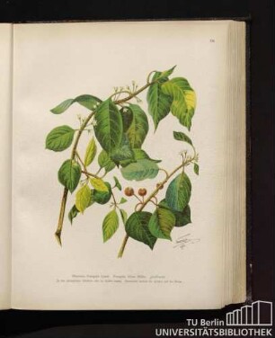 Rhamnus Frangula Linné. Frangula Alnus Miller. Faulbaum.