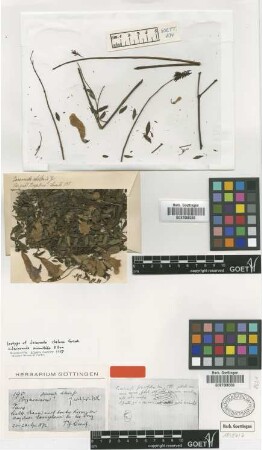 Jacaranda chelonia Griseb. [isotype]
