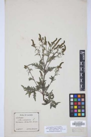 Ambrosia artemisiifolia L.