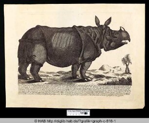 Wahre Abbildung von einem lebendigen Rhinoceros oder Nashorn