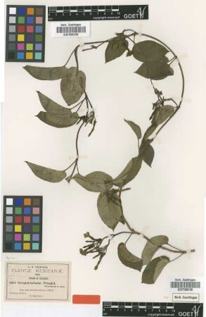Streptotrachelus pringlei Greenm. [type]