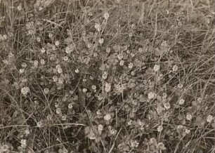 Hopfenklee (Medicago lupulina)
