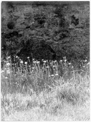 Blick auf eine Blumenwiese, dahinter ein Grabstein (Altersgruppe 14-17)