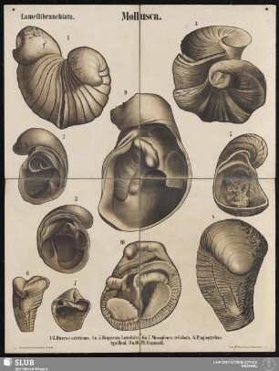 Tafel 32: Mollusca : Lamellibranchiata