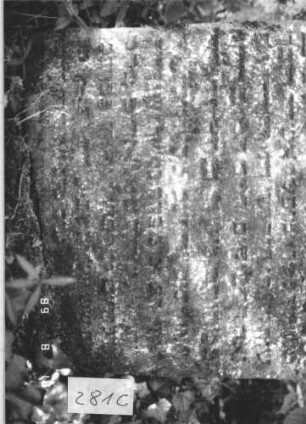 Grabstein 281 (Index: 99799863) Material: Sandstein Zustand: stark verwittert, auf d. Photos unleserlich, Stele abgebrochen Maße HxBxT: 81x60x8 cm Beschreibung: Stele, eingezogener Stelzbogenabschluß, Stele abgebrochen Besonderheit: kulturhistorisch wertvoll / hist.-wiss. Gründe (Gemeindestellung); - Stele lehnt von hinten an Grabstein Nr. 282: Grabstein 281C