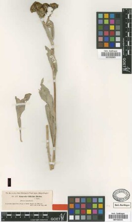Senecio cilicicus Boiss. [type]