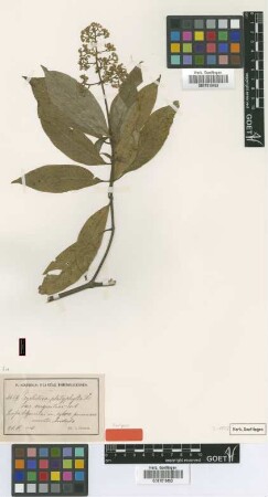 Psychotria platyphylla DC. var. angustior Urb.[syntype]