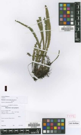 Melpomene caput-gorgonis Lehnert [paratype]