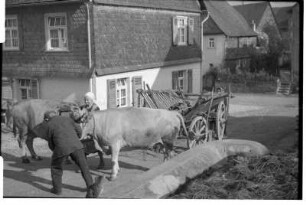 Anspannen der Kühe
