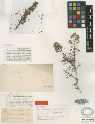 Machaonia microphylla Griseb. [holotype]