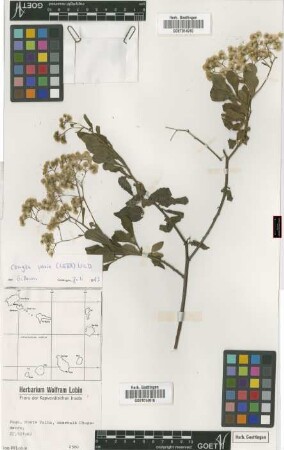 Conyza varia (Webb) Wild