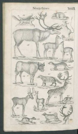 Tafel VII. Säugethiere.