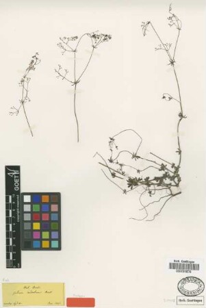 Galium caudatum Boiss. [syntype]