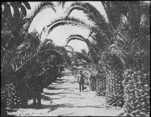 Palmenallee bei Jaffa (Rischon le Ziion) [Rischon LeZion]