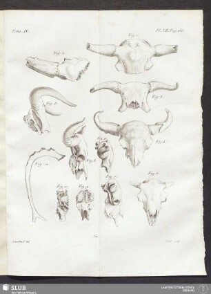 Pl. XII. pag. 166