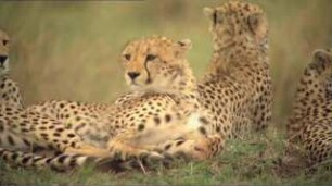 Serengeti (2010) - Teaser