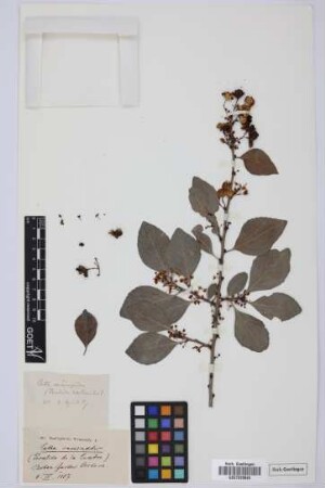 Catha cassinoides (N. Robson) Codd