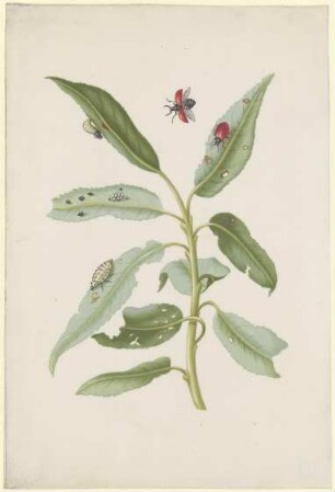 Weidenblätter mit Pappelblattkäfern, Eiern und Larven