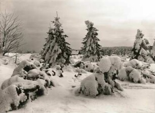 Dick verschneite Fichten und Moorkiefern im Georgenfelder Hochmoor