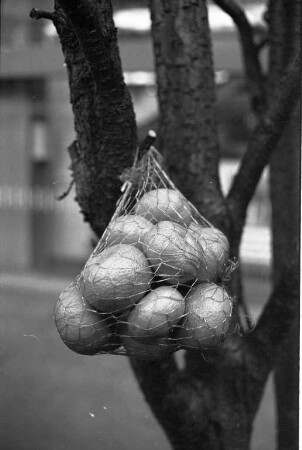 Satsumas in der Reihe "Tips der Verbraucherberatung"