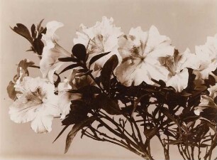 Azalea