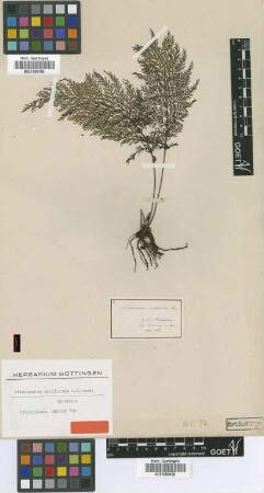 Trichomanes apiifolium C.Presl [syntype]