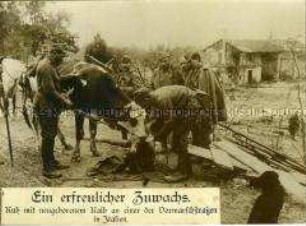Kuh mit neugeborenem Kalb an der Front in Italien