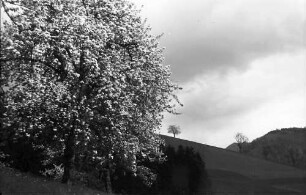 Glotterbad: Blühende Baumgruppe am Weg zum Sanatorium; dunkle Wolken