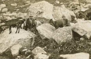Ziegenherde : Ziegen mit Hirten beim Melken in den Zillertaler Alpen